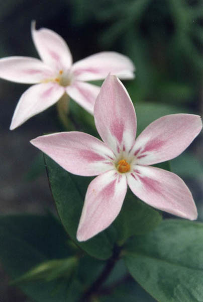 Phlox adsurgens photo